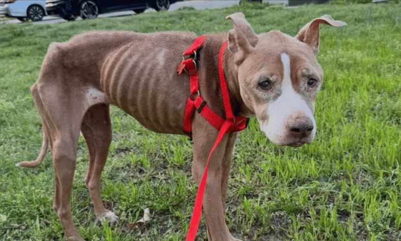 “Rotting on the Porch”: Over 30 Animals Rescued, Public Demands Lifetime Ban & Justice